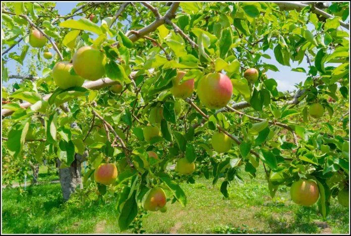 Mùa thu hoạch táo nơi đây hấp dẫn rất nhiều người tham quan hàng năm. (Nguồn: Internet)