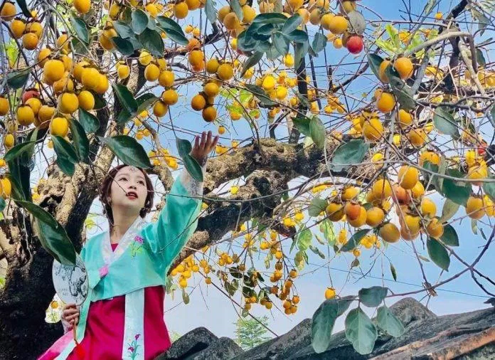 Cây hồng trăm tuổi trĩu quả, vàng rực giữa tiết trời đông (Nguồn: FB Check in Ninh Bình)