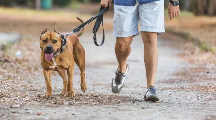 Dăt chó đi dạo là thói quen lành mạnh cho cả bạn và cún cưng của ban (Nguồn: Internet).