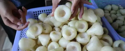 Sơ chế mận trắng (ảnh: internet) Sơ chế mận trắng (ảnh: internet)