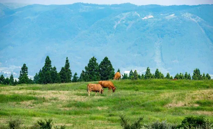 Đồng cỏ yên bình dọc đường đến chân núi lửa Aso. (Nguồn: Internet)