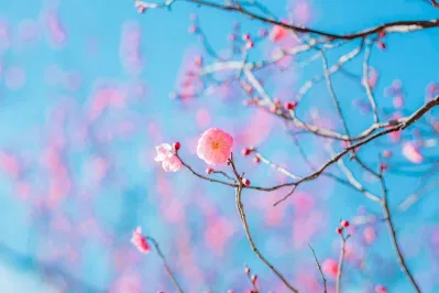 Những cánh hoa mơ hồng thắm tô sắc trời thêm rực rỡ. (Nguồn: Internet) Những cánh hoa mơ hồng thắm tô sắc trời thêm rực rỡ. (Nguồn: Internet)