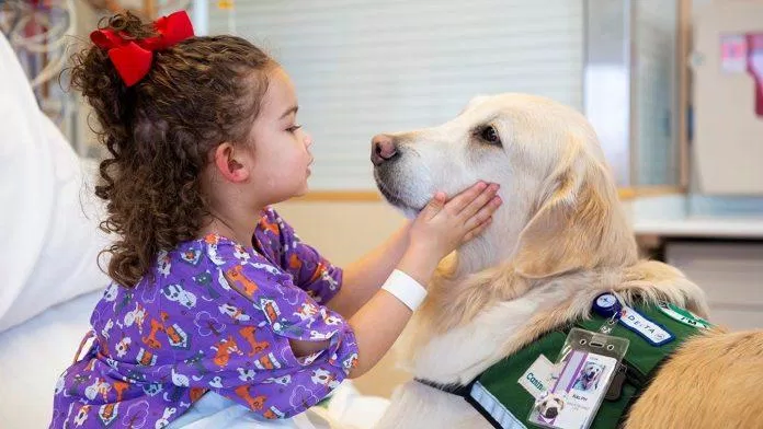 Chú chó Golden này đã trở thành nguồn động lực giúp cô bé vượt qua bệnh tật (Nguồn: Internet).