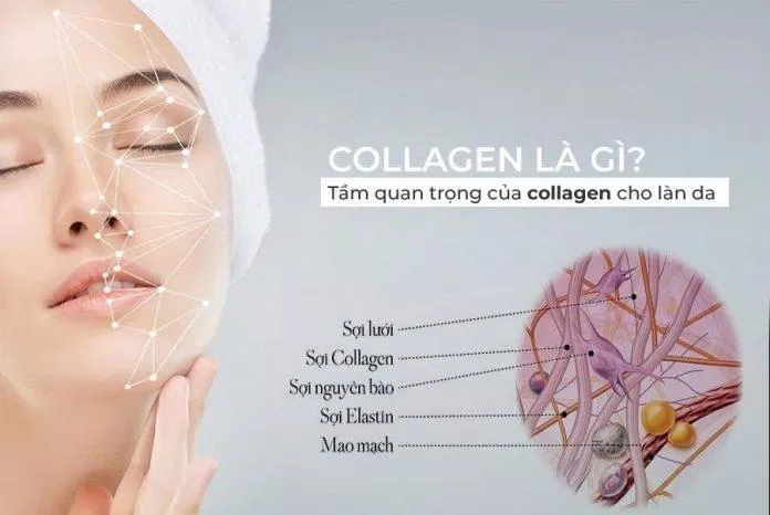 Collagen là thành phần quan trọng của làn da (Ảnh: Internet). Collagen là thành phần quan trọng của làn da (Ảnh: Internet).