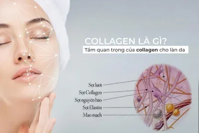 Collagen là thành phần quan trọng của làn da (Ảnh: Internet). Collagen là thành phần quan trọng của làn da (Ảnh: Internet).