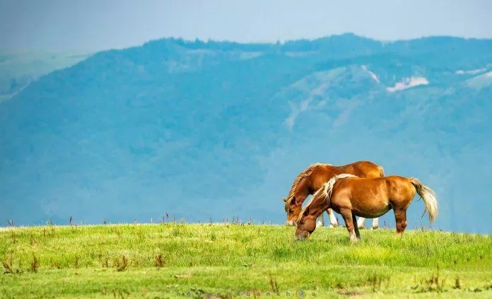 Đàn ngựa đang tận hưởng những ngọn cỏ non. (Nguồn: Internet)