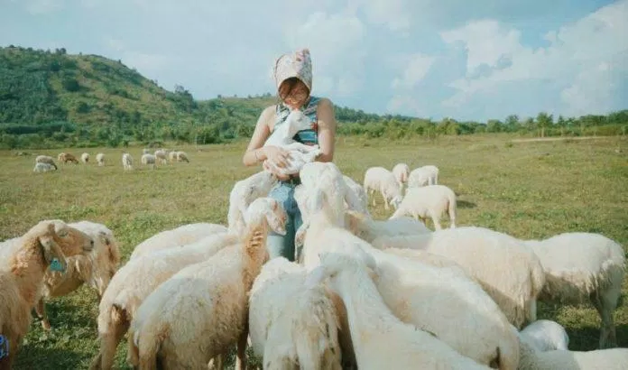 Đồng cừu Gia Hưng (Nguồn: Internet)
