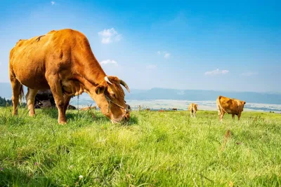 Cảnh sắc nên thơ và hoang sơ tuyệt vời của vùng Aso. (Nguồn: Internet) Cảnh sắc nên thơ và hoang sơ tuyệt vời của vùng Aso. (Nguồn: Internet)