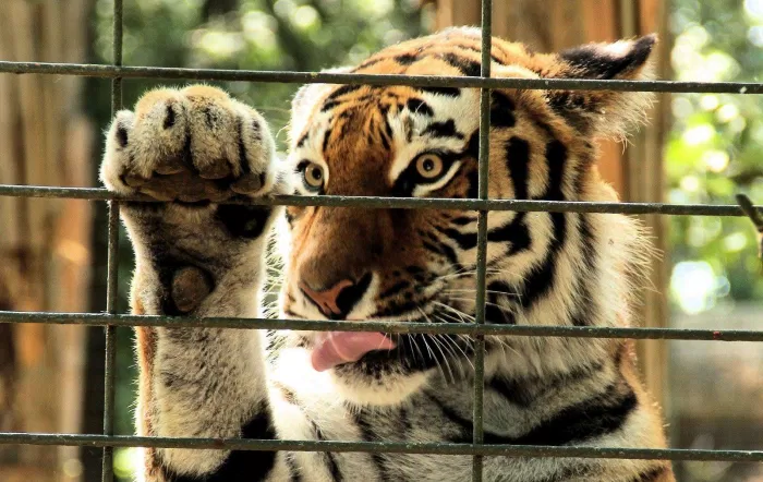 Singapore không hoan nghênh việc bạn sở hữu động vật hoang dã (Ảnh: Internet)