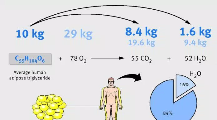 脂肪代谢的图解示例（来源：互联网）。