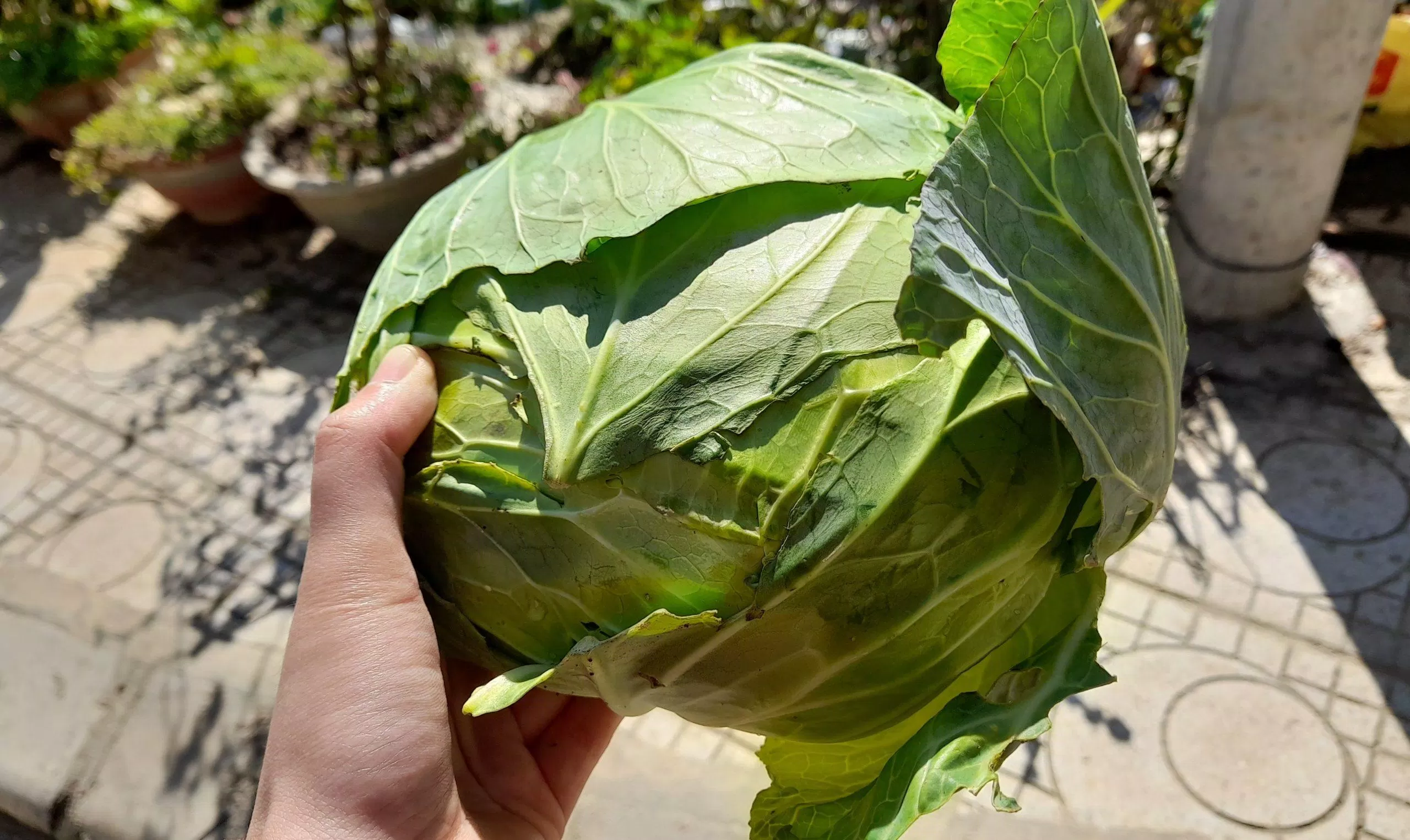 Bắp cải xanh. (Ảnh: Ruan Anh) Bắp cải xanh. (Ảnh: Ruan Anh)