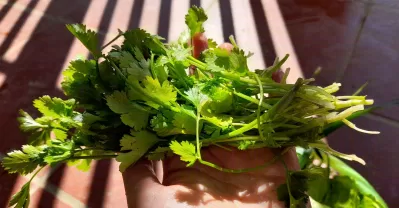 Rau mùi. (Ảnh: Ruan Anh) Rau mùi. (Ảnh: Ruan Anh)