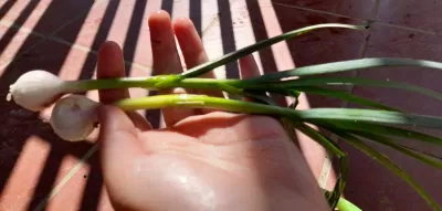 Lá và củ tỏi. (Ảnh: Ruan Anh) Lá và củ tỏi. (Ảnh: Ruan Anh)