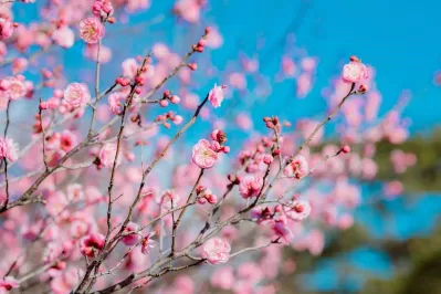 Sắc hồng mùa xuân của hoa mơ nổi bật giữa nền trời xanh. (Ảnh: Internet)