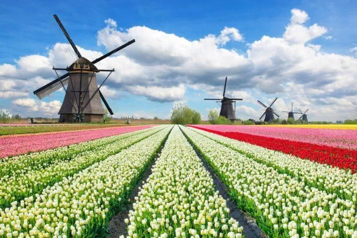 Cách đồng hoa tulip ( Ảnh: Internet) Cách đồng hoa tulip ( Ảnh: Internet)