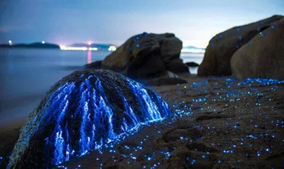 Hàng ngàn chú tôm phát sáng trên mỏm đá thuộc bãi biển Seto (Nguồn ảnh: Internet) Hàng ngàn chú tôm phát sáng trên mỏm đá thuộc bãi biển Seto (Nguồn ảnh: Internet)