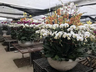 Chậu lan hồ điệp nhiều màu sắc (Ảnh: Internet) Chậu lan hồ điệp nhiều màu sắc (Ảnh: Internet)