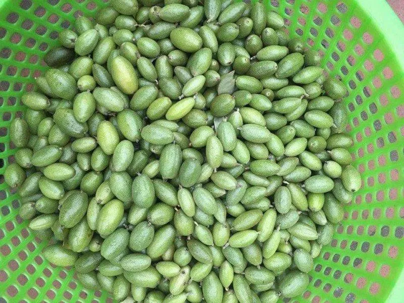 Nhót xanh (Ảnh: Internet) Nhót xanh (Ảnh: Internet)