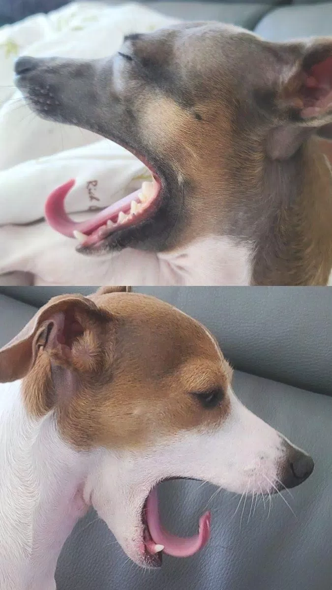 Hé lộ gia đình cún cưng cực đáng yêu của Jungkook BTS - BlogAnChoi