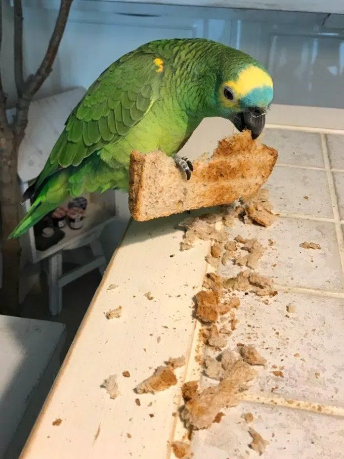 Toto cũng thích ăn bánh mì (Ảnh: Internet)