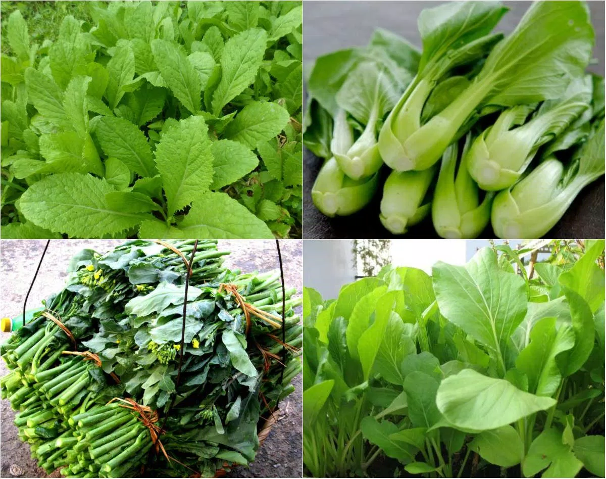 Rau xanh - chất xơ tốt cho sức khỏe ( Ảnh: Internet) Rau xanh - chất xơ tốt cho sức khỏe ( Ảnh: Internet)