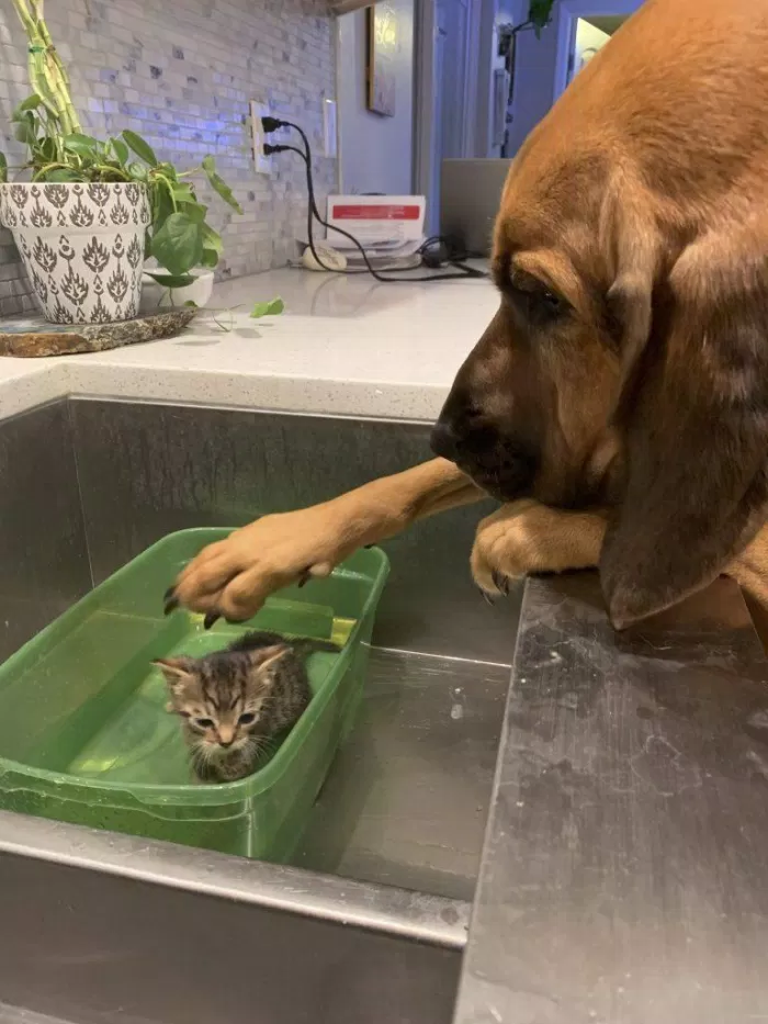 Ruby Jane xoa đầu chú mèo con trong lần tắm đầu đời của mình (Ảnh: Internet)