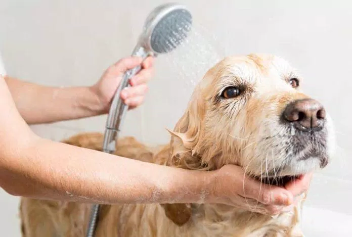 Bạn có thể dạy cho con trẻ biết sống có trách nhiệm hơn bằng cách để chúng chăm sóc một chú cún (Nguồn: Internet).