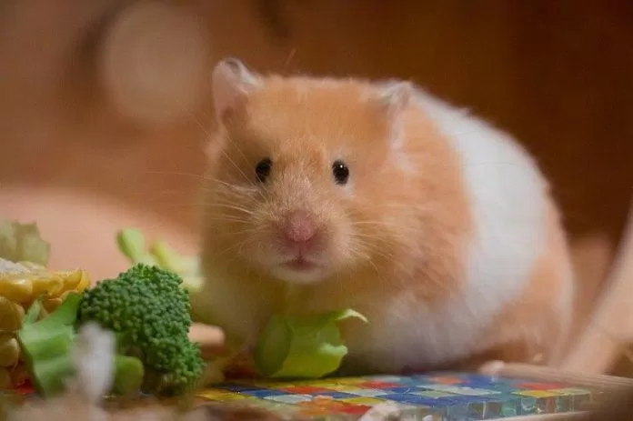 Cự Giải nên nuôi thú cưng là Hamster. (Ảnh: Internet)