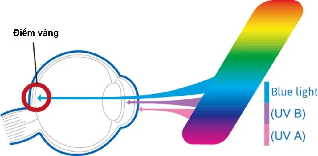 Ánh sáng xanh có khả năng xuyên sâu hơn tia UV (Ảnh: Internet).