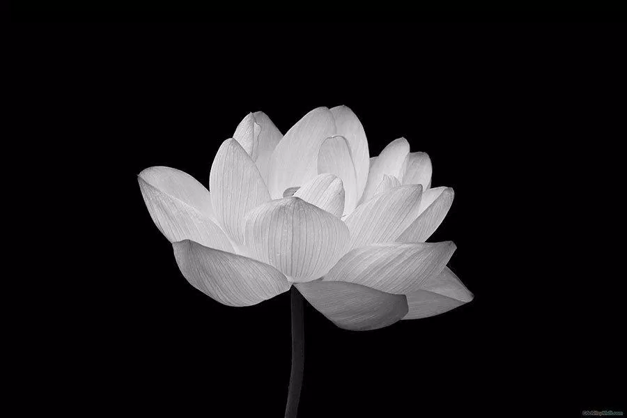 Avatar đen hoa sen trắng cũng tượng trưng cho nhà có tang. (Ảnh: Internet)