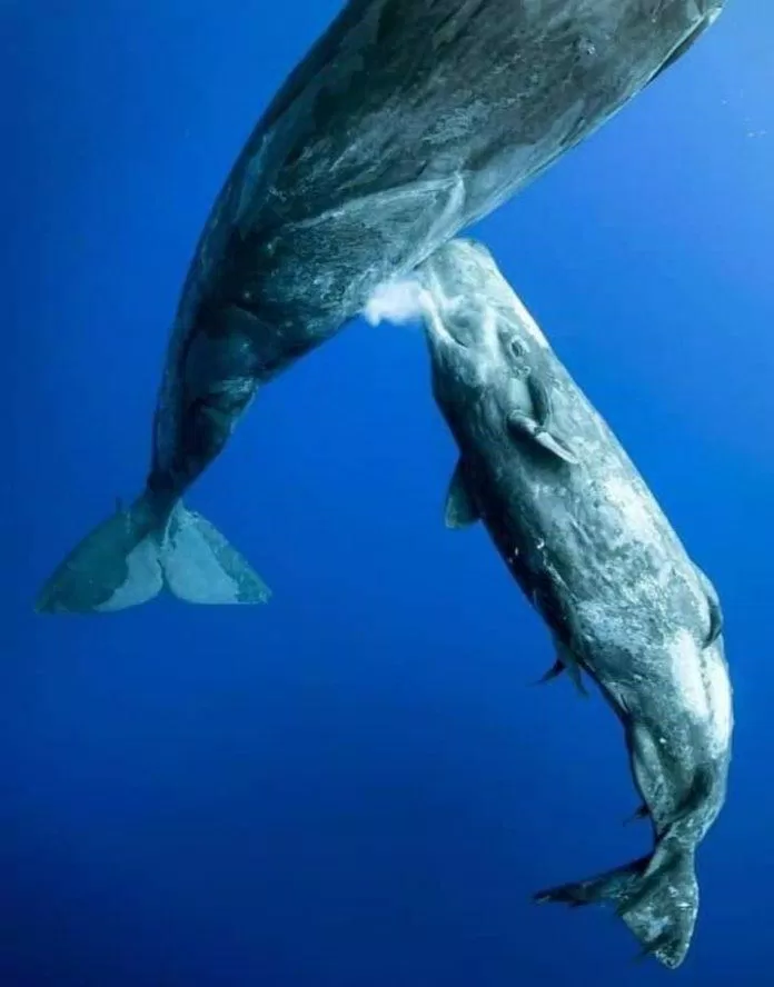 Khoảnh khắc “măm măm” dễ thương của cá voi con. (Nguồn: Internet)