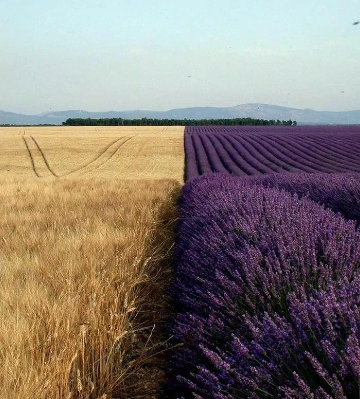 Nơi giáp ranh của cánh đồng lúa mì và hoa oải hương đẹp hút mắt. (Nguồn: Internet)