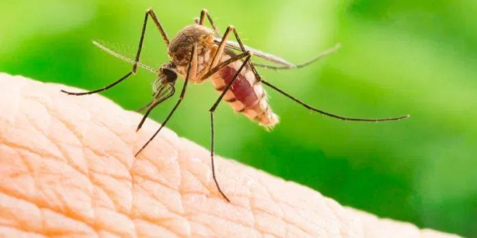 Việt Nam là quốc gia có khí hậu thuận lợi để muỗi phát triển. (Ảnh: Internet)