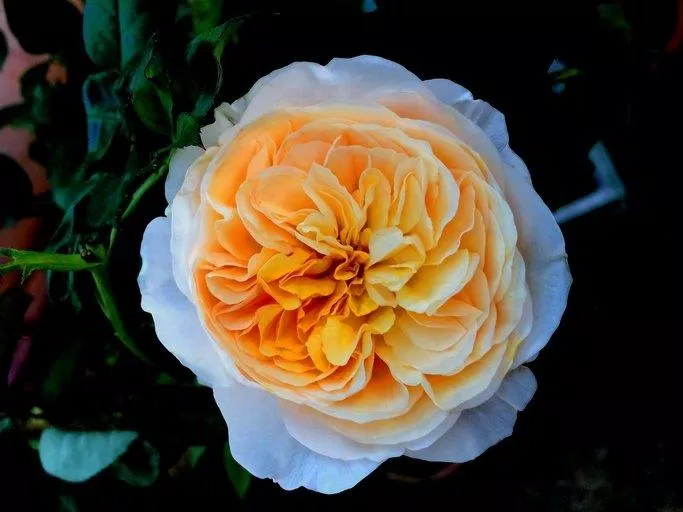 Hoa hồng Juliet, loại hoa hồng hiếm nhất trên thế giới. (Nguồn: Internet)