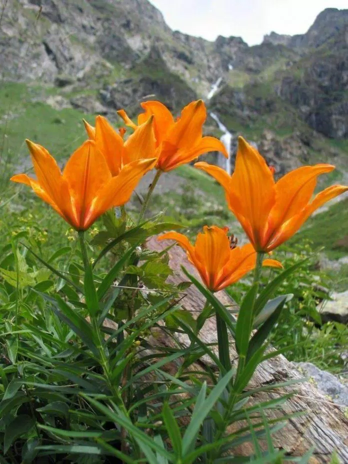 Huệ Tây đỏ, loài hoa cao tới 3-4 mét. (Nguồn: Internet)