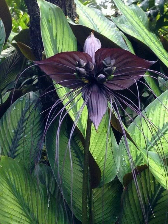 Hoa râu hùm, giống hoa cổ quái nhất hành tinh. (Nguồn: Internet) Hoa râu hùm, giống hoa cổ quái nhất hành tinh. (Nguồn: Internet)