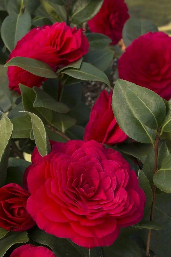 Hoa trà Middlemist, loài hoa hiếm có chỉ xuất hiện ở hai địa điểm trên thế giới. (Nguồn: Internet) Hoa trà Middlemist, loài hoa hiếm có chỉ xuất hiện ở hai địa điểm trên thế giới. (Nguồn: Internet)