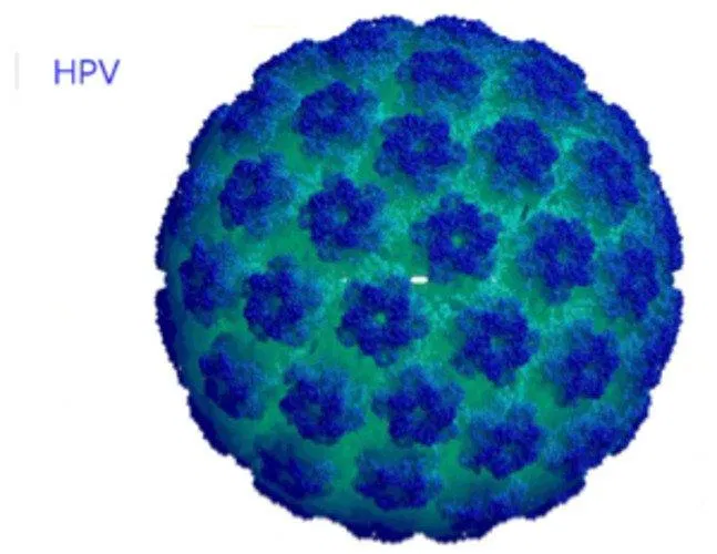 Virus HPV (Ảnh: Internet). Virus HPV (Ảnh: Internet).