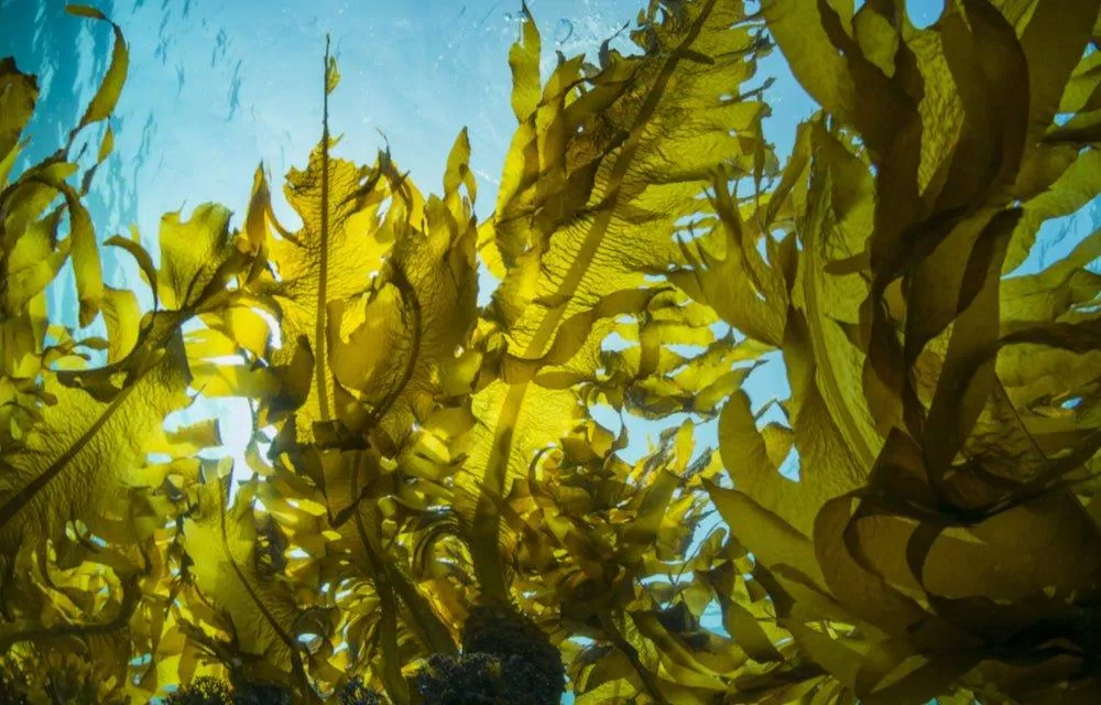 Rong biển có thực sự hiệu quả trong chăm sóc da? (Ảnh: Internet). Rong biển có thực sự hiệu quả trong chăm sóc da? (Ảnh: Internet).