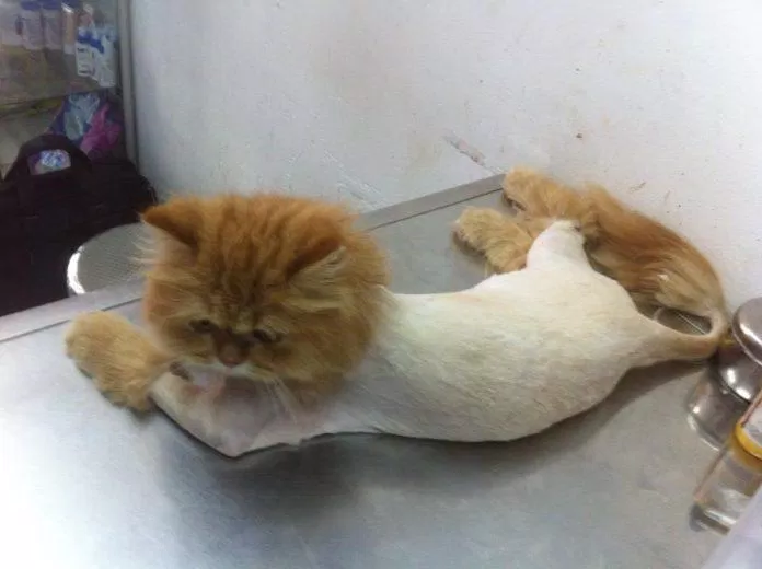 Cạo lông mèo (Nguồn: Internet)