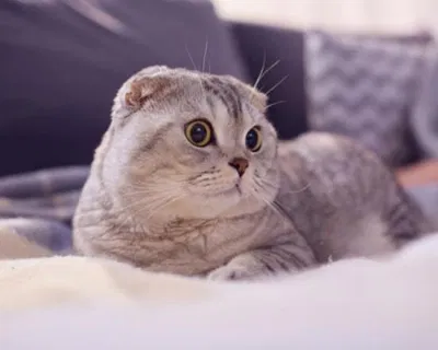 Tiếng gừ gừ của mèo sẽ giúp chúng ta thư giãn (Nguồn: Internet)