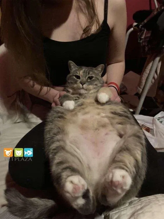 Mèo béo tuy dễ thương nhưng khiến chúng gặp rất nhiều bệnh (Nguồn: Internet)