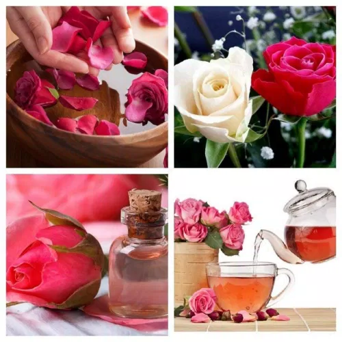 Hoa hồng chứa nhiều vitamin và tinh dầu được dùng để làm nước hoa hồng giúp chăm sóc rất tốt (Nguồn: Internet)