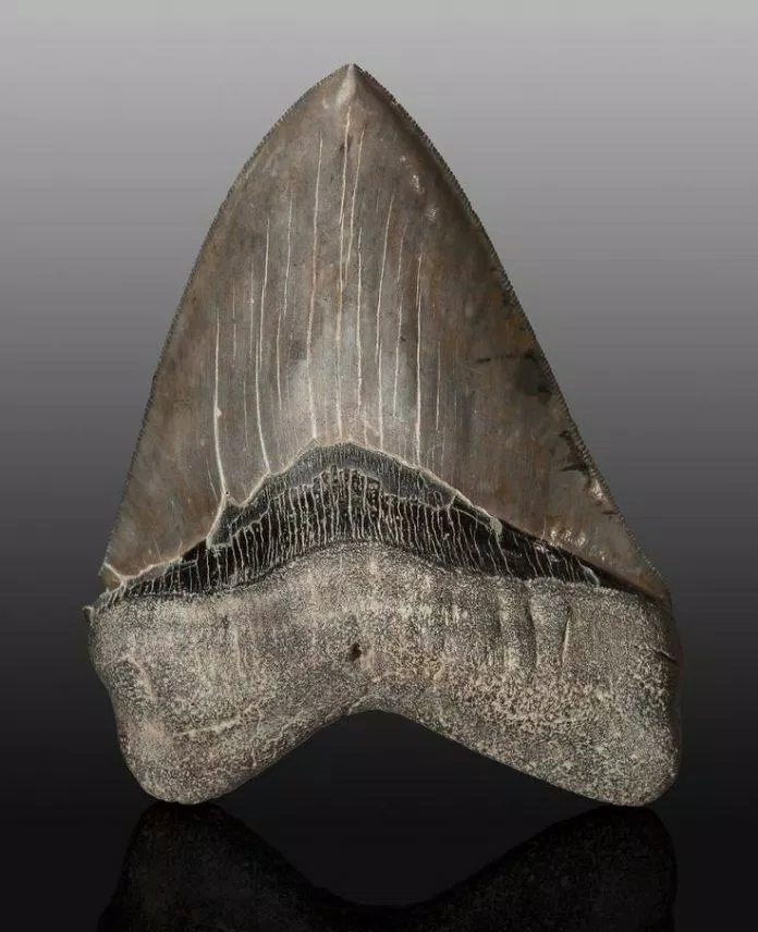 Răng của quái vật Megalodon. (Nguồn: Internet) Răng của quái vật Megalodon. (Nguồn: Internet)