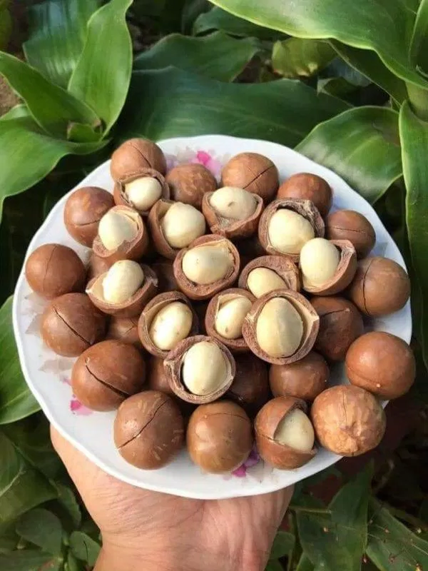 Hạt mắc ca đã được trồng ở một số vùng tại Việt Nam (Ảnh: Internet). Hạt mắc ca đã được trồng ở một số vùng tại Việt Nam (Ảnh: Internet).