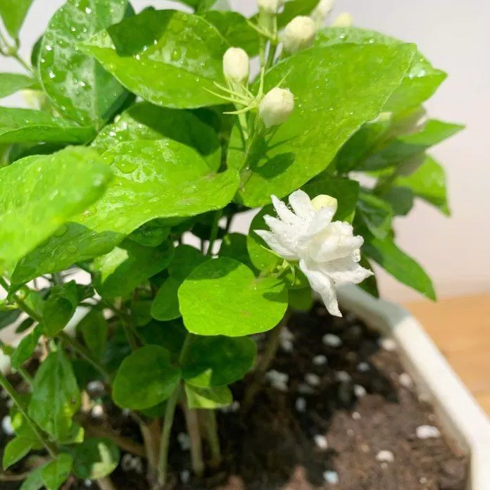 Những bông hoa nhài nhỏ xinh, trắng muốt cuốn hút lạ kỳ (Ảnh: kaya) Những bông hoa nhài nhỏ xinh, trắng muốt cuốn hút lạ kỳ (Ảnh: kaya)