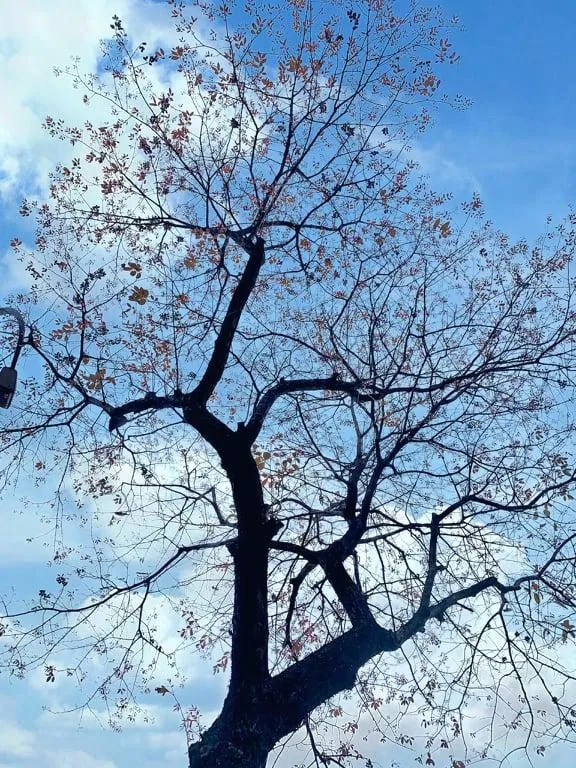 Khoảnh khắc giao mùa dịu dàng của đất trời tháng 3 (Ảnh: kaya) Khoảnh khắc giao mùa dịu dàng của đất trời tháng 3 (Ảnh: kaya)