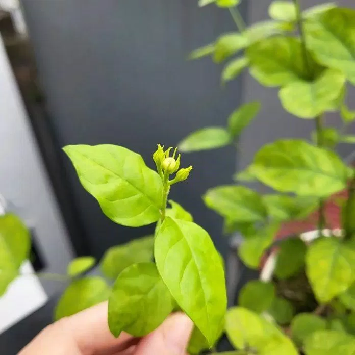 Những nụ nhài đầu mùa của tôi (Ảnh: kaya) Những nụ nhài đầu mùa của tôi (Ảnh: kaya)