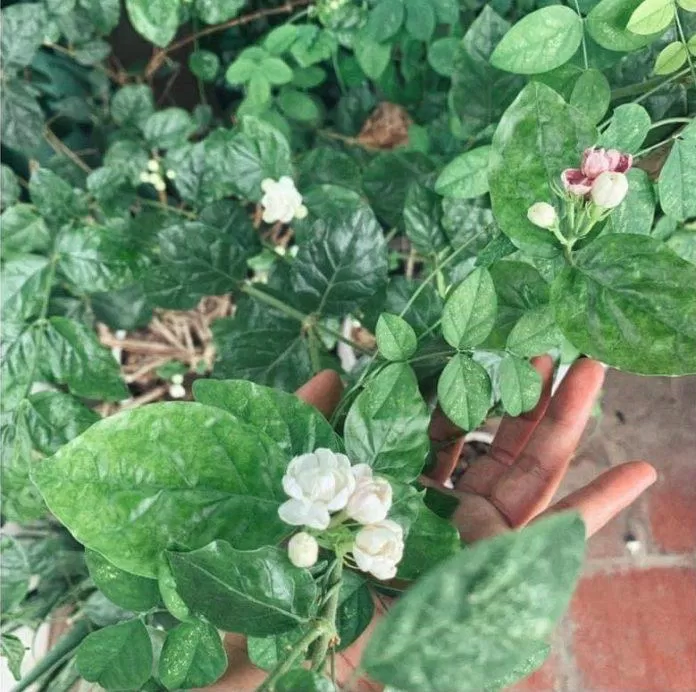 Tôi thường gọi hoa nhài là "hoa tào phớ" (Ảnh: BlogAnChoi) Tôi thường gọi hoa nhài là "hoa tào phớ" (Ảnh: BlogAnChoi)