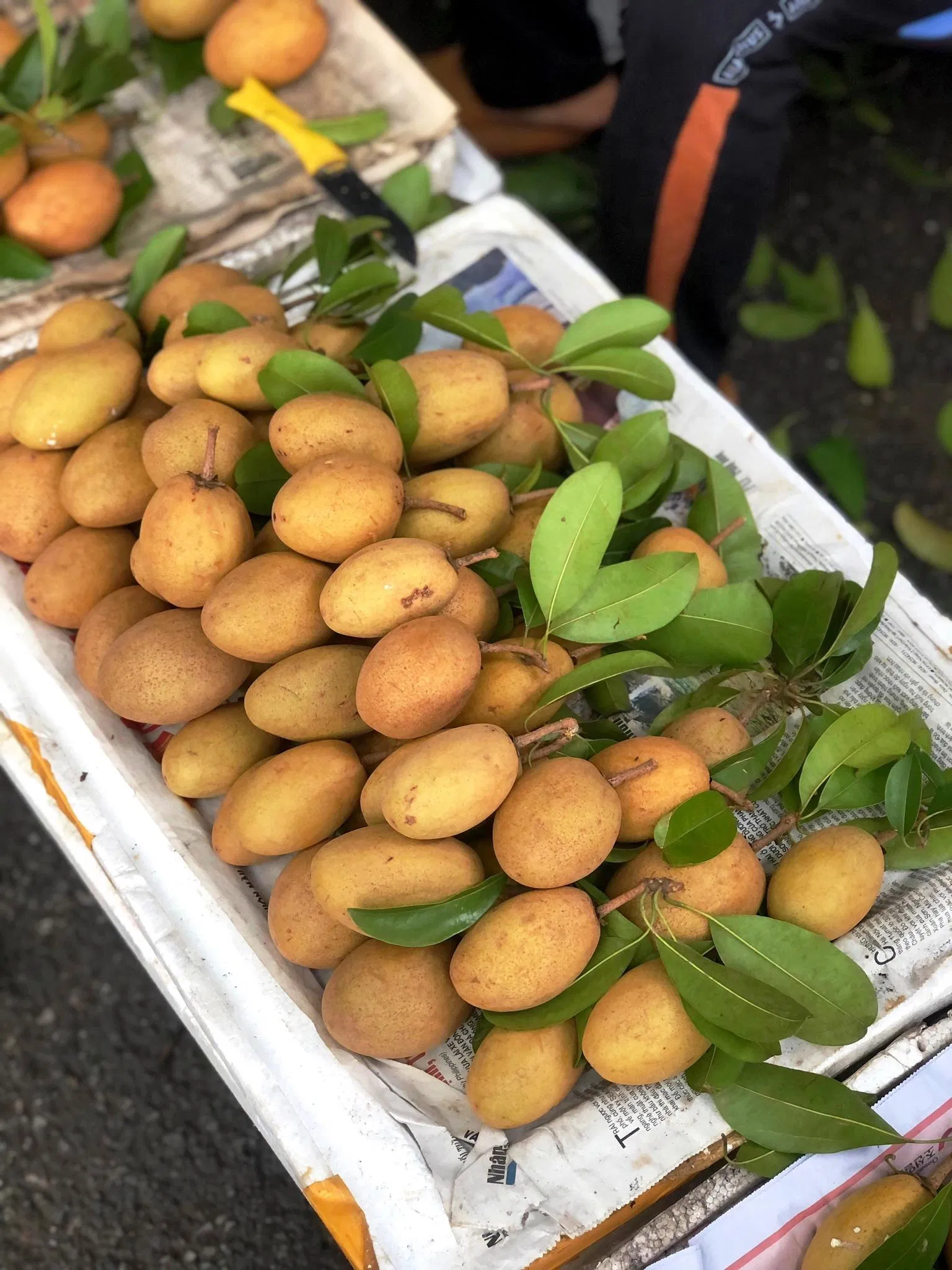 Hồng xiêm đã vào độ ngọt lành nhất (Ảnh: kaya) Hồng xiêm đã vào độ ngọt lành nhất (Ảnh: kaya)